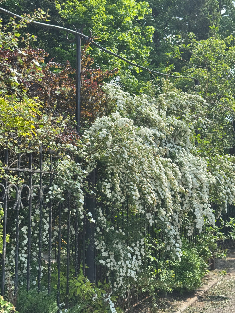 Заросли цветущих кустарников возле старого входа в Ботанический сад МГУ