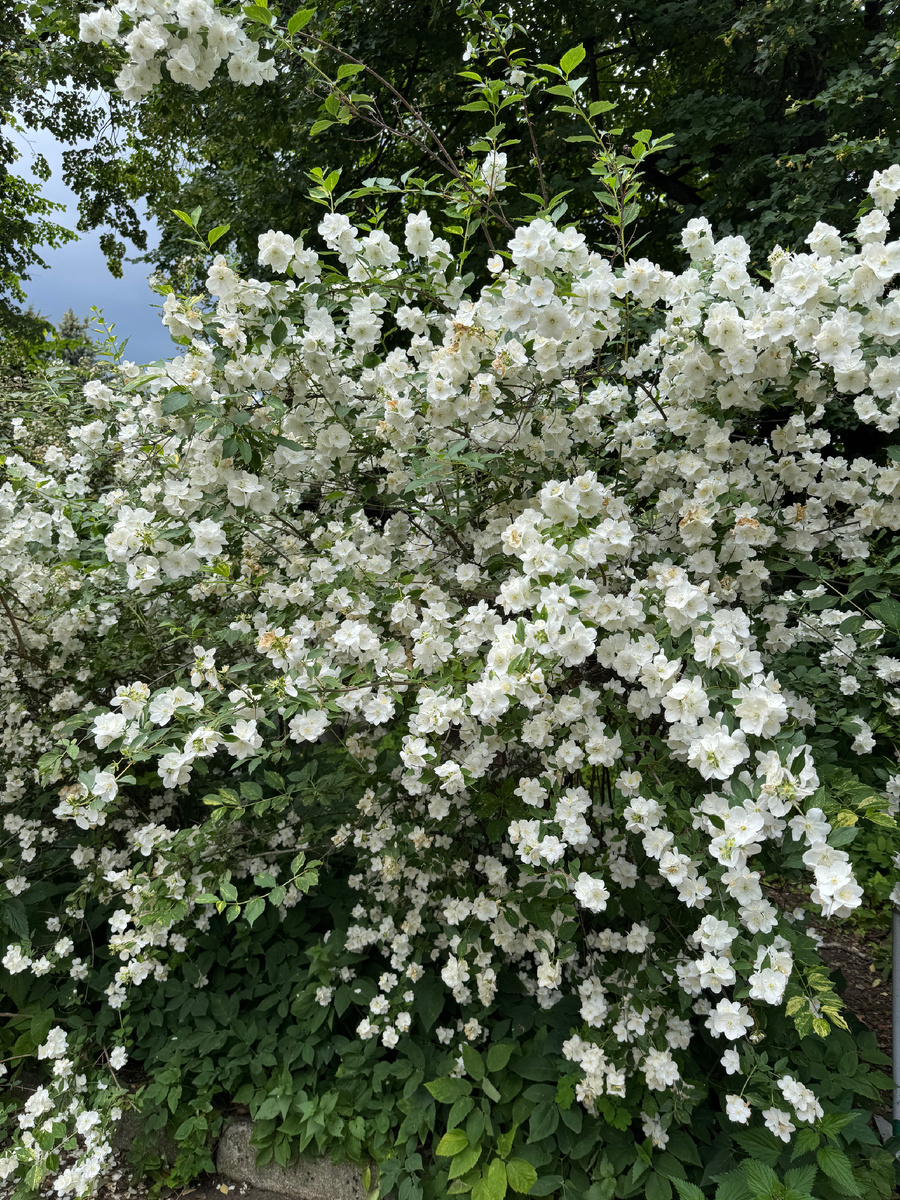 Цветущий чубушник в Ботсаду