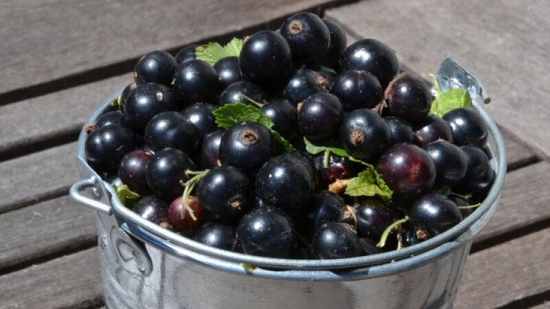     Смородина. Ягода СС0