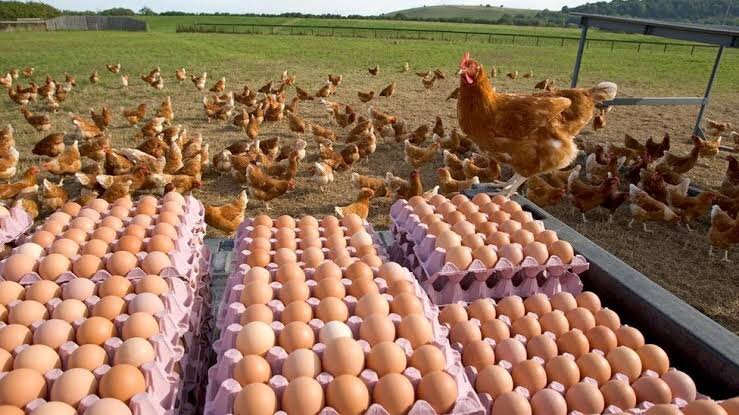 Как построить курятник 