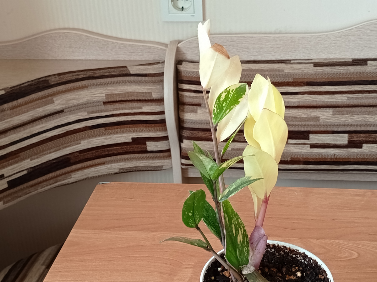 Мой вариегатный замиокулькас