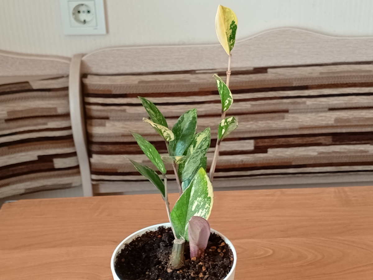 Теперь он выглядит так.