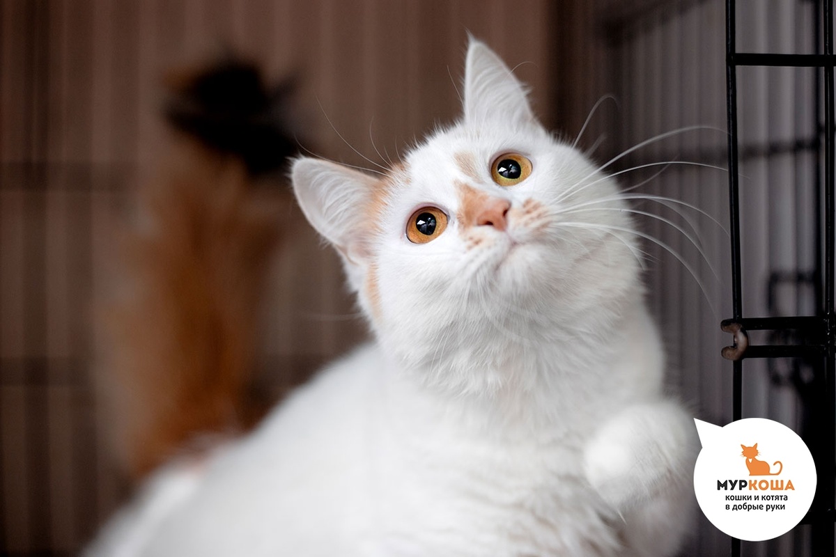 Сечиль приехала с передержки, найдена была в подъезде.