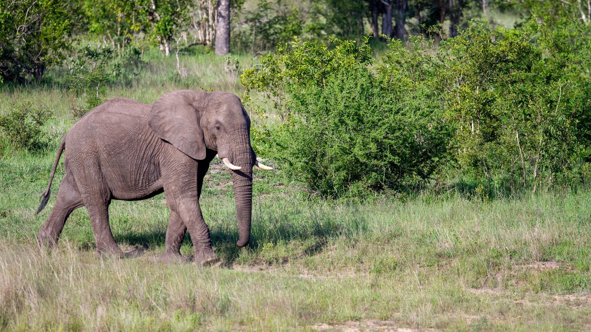 Фото с сайта: https://wallpaperscraft.com/download/elephant_animal_trunk_235127/1920x1080