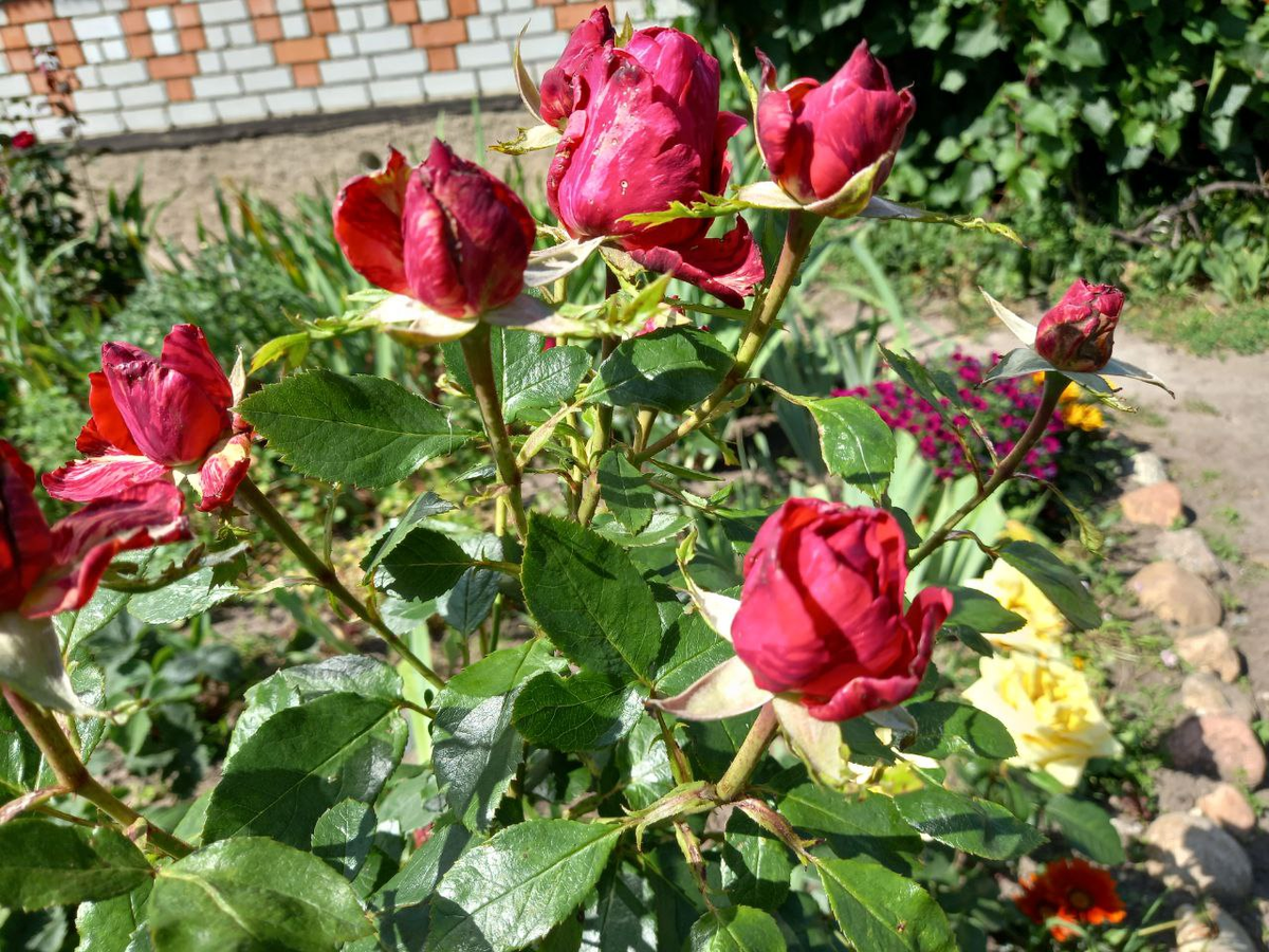 Розы-2025. Фото автора.