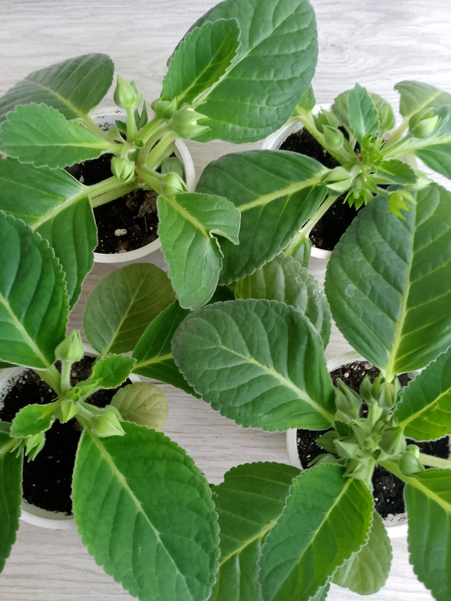 Если присмотреться, то некоторые бутоны раскрыли чашелистики, которые в принципе должны быть сомкнуты пока бутон не вырастит из них