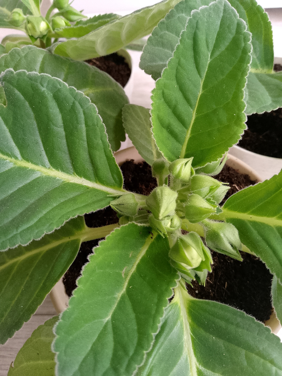 Бутонов много. Хочется надеятся на пышное цветение