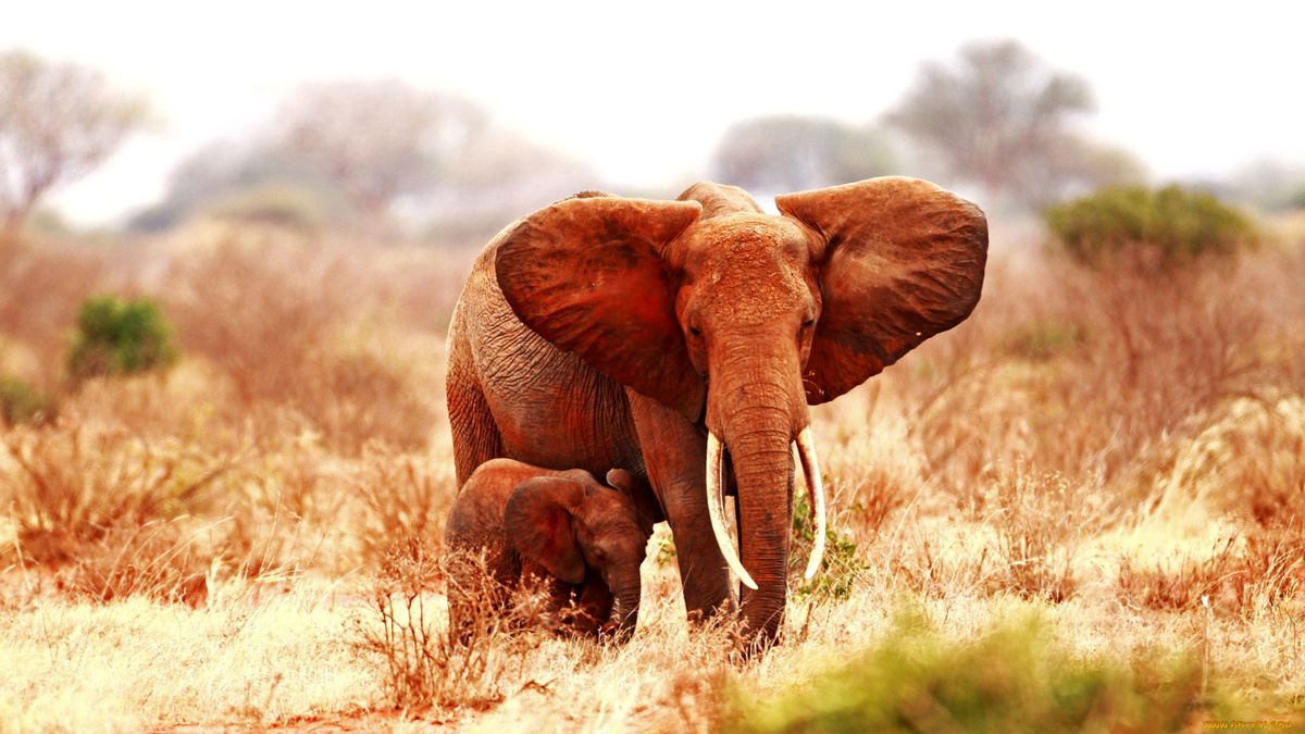 Фото с сайта: https://artfile.me/download/zhivotnye-slony-mama-malysh-223141/1920x1080