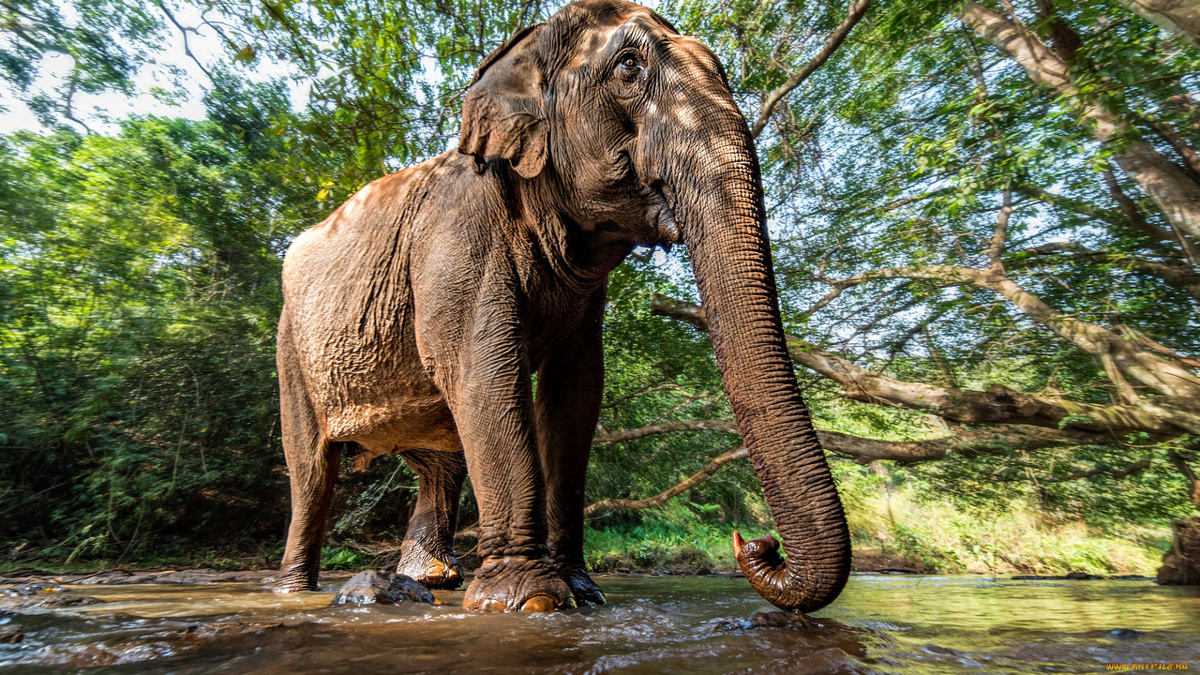 Фото с сайта: https://artfile.me/download/zhivotnye-slony-slon-1476004/1920x1080