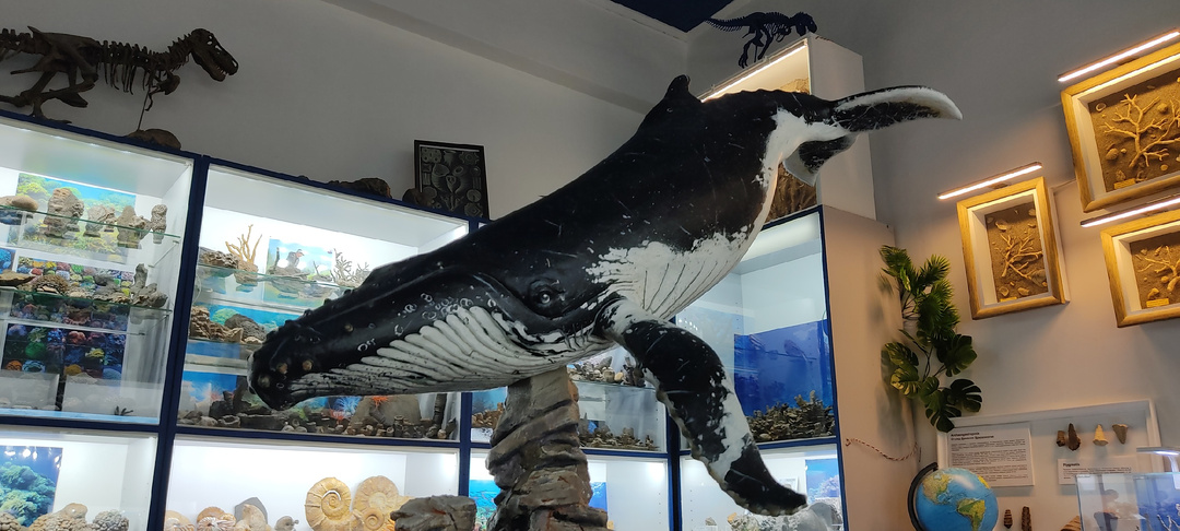 Музей Валентина Вербицкого. Рассказы палеонтолога