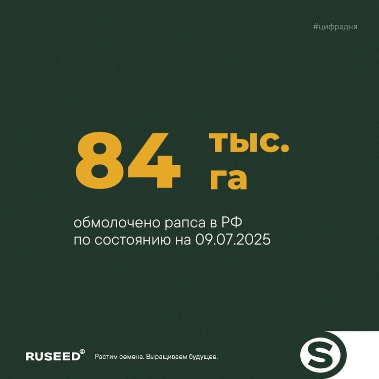     Уборка рапса в России: прогнозируется рекордный урожай к концу сезона
