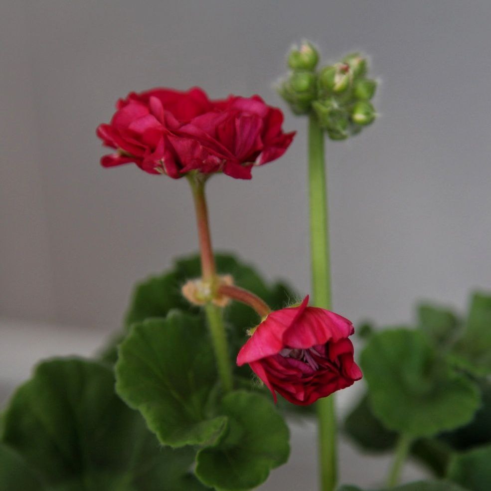 ИВ Есфирь Прекрасная. Первое цветение. Всего два цветочка. 