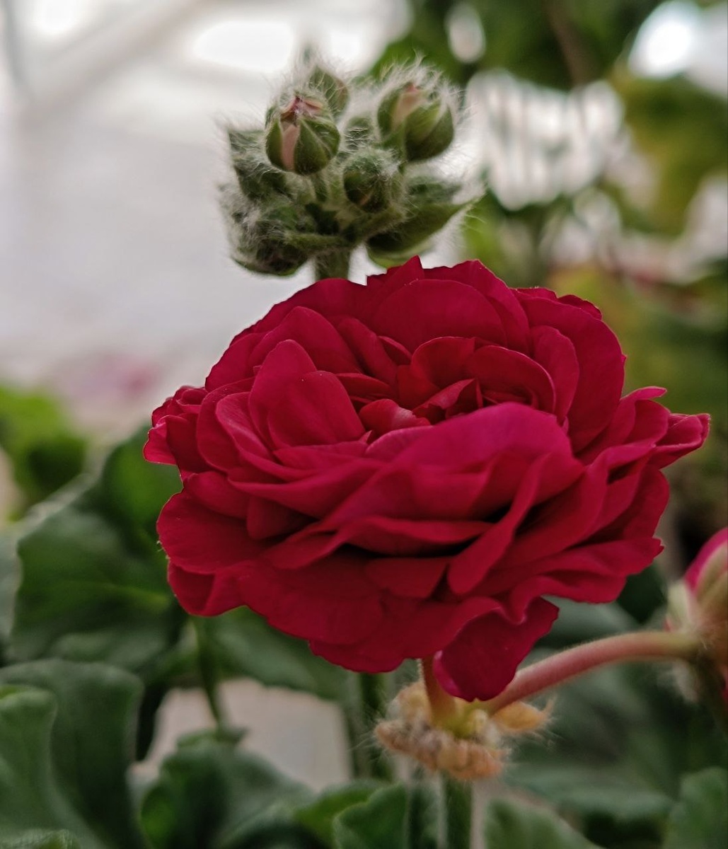 ИВ Есфирь Прекрасная 