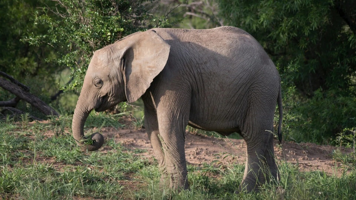 Фото с сайта: https://wallpapercrafter.com/257659-___elephant-wildlife-animal-and-ear-hd.html
