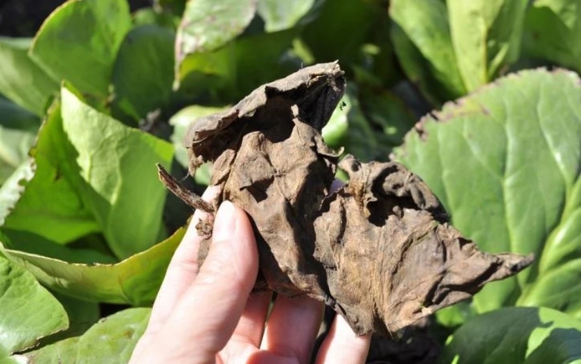 Забытый алтайский чай, который делали из старых листьев бадана. Почему он ценится больше пуэра?