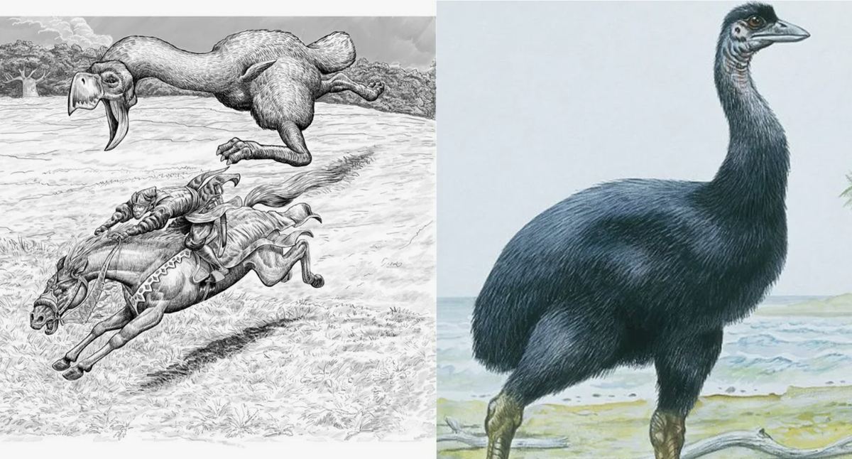 Anomalopteryx didiformis - вид вымерших бескилевых птиц из монотипического рода Anomalopteryx семейства Emeidae. Эндемик Новой Зеландии. Anomalopteryx didiformis достигал в высоту более 1,30 м и весил около 30 кг.