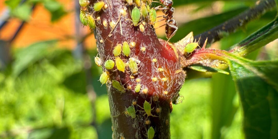 🧅🌼ИЗБАВЛЯЕМСЯ ОТ ТЛИ ЗА 1 ДЕНЬ НАРОДНЫМИ СРЕДСТВАМИ.