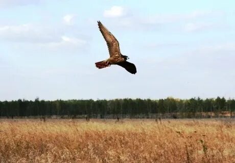 Яндекс картинки.