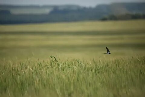 Яндекс картинки.