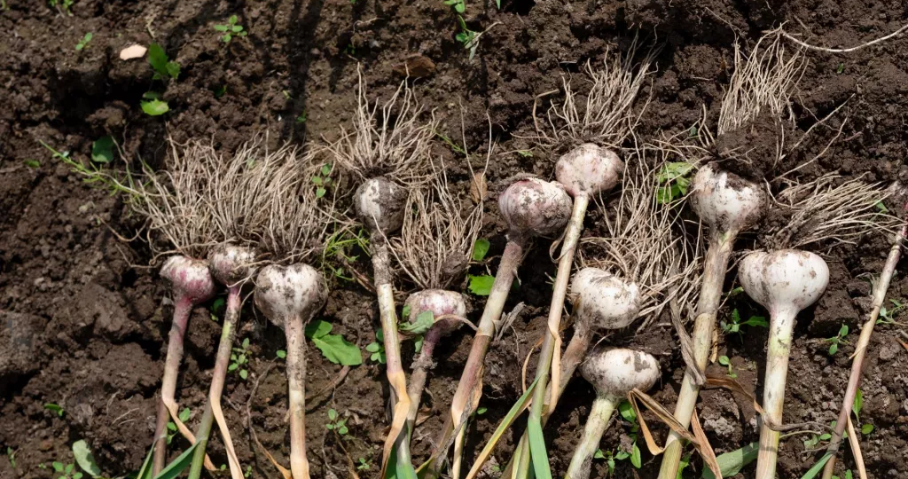 Чеснок будет хорошо храниться хоть целый год!