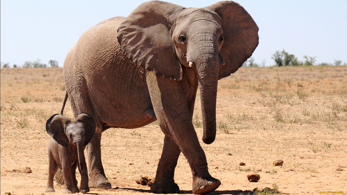 Африканский саванный слон, фото с сайта: https://artfile.me/download/zhivotnye-slony-savanna-sloniha-malysh-771493/1920x1080