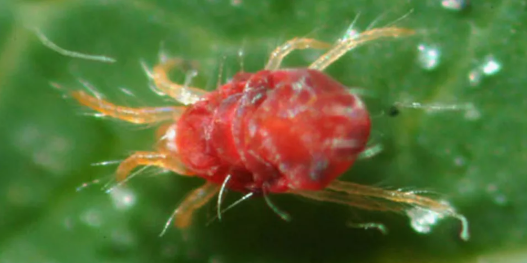 Паутинный клещ — враг №1 огурцов: научная борьба и народные методы