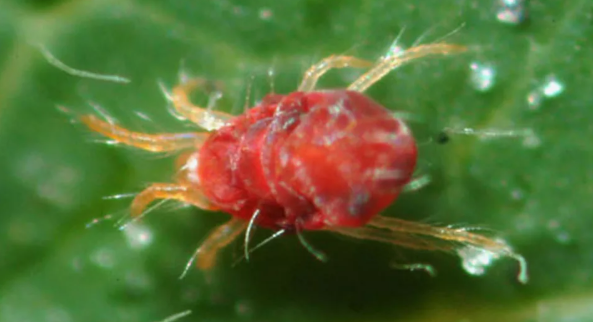 паутинный клещ