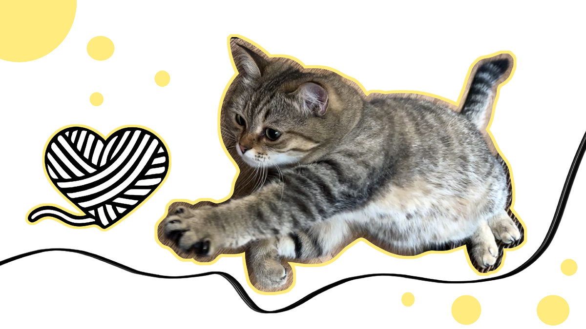 Лапкой ыть!