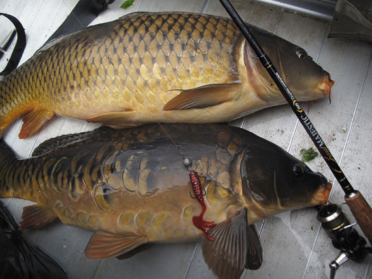 Фото с сайта: https://fishingwiki.ru/images/d/d1/Рыбалка_в_Омске.jpeg