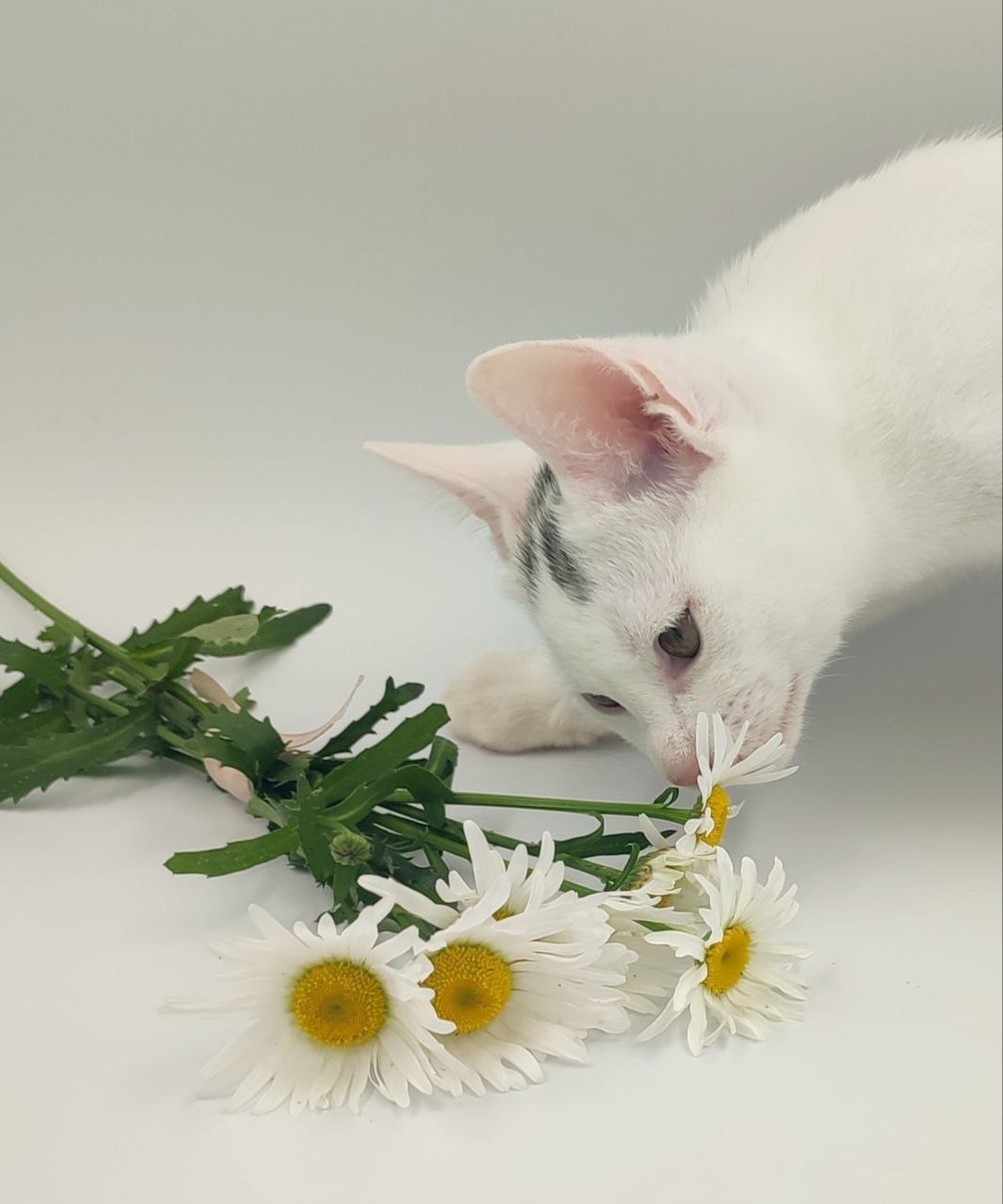 фото из коллекции питомника