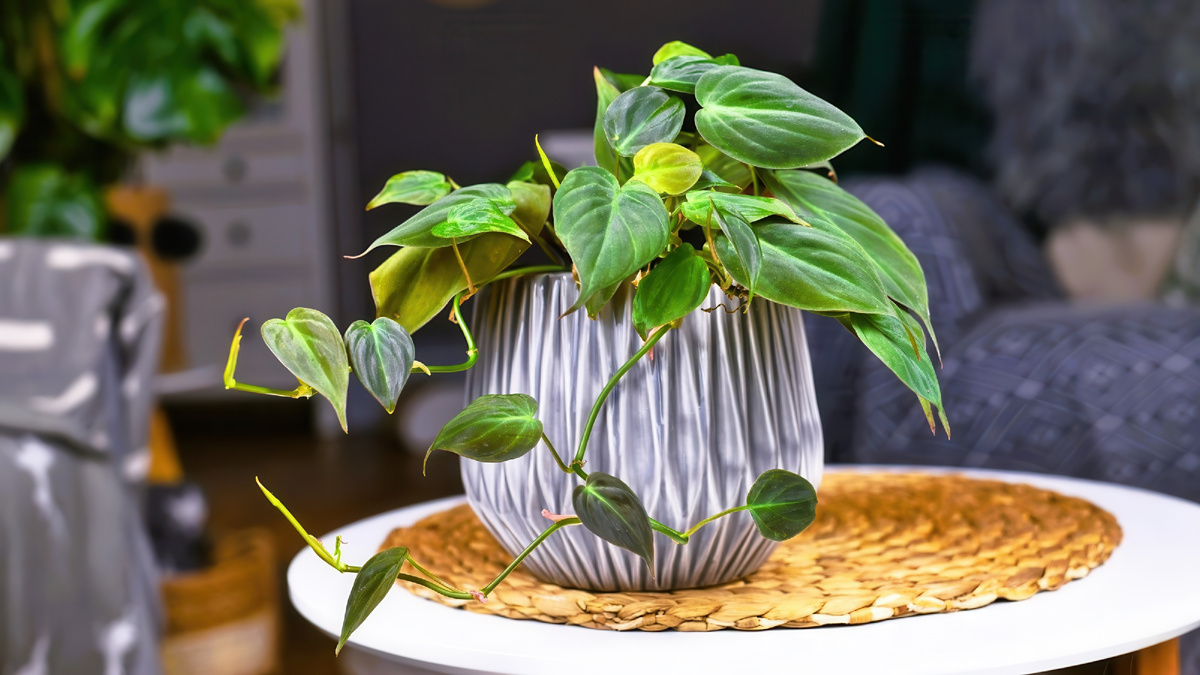 Филодендрон Миканс на столе