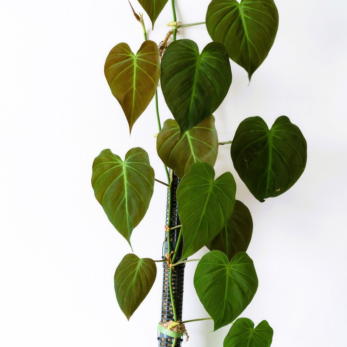 Лиана Филодендрон Миканс