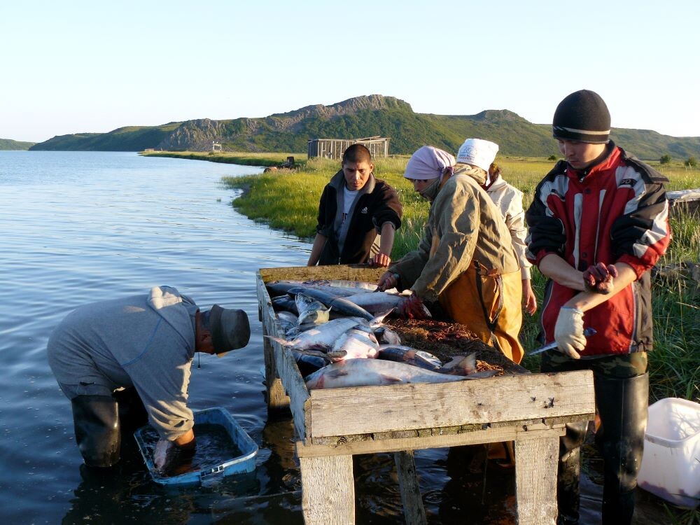 Разделка рыбы на рыбачьем стане КМНС.