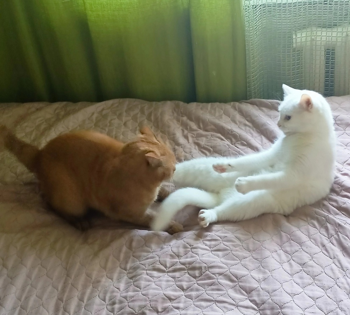 Рыжик и Снежок.