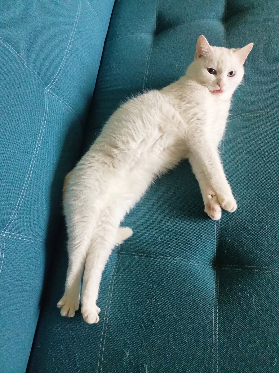 Снежок. Просто для украшения статьи.