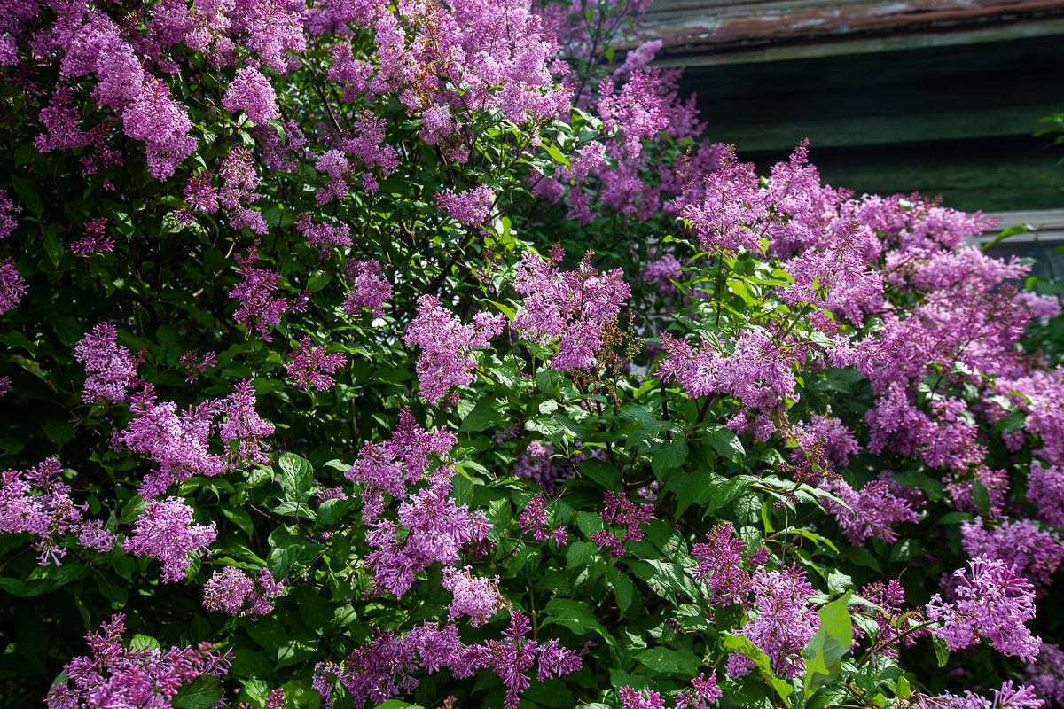 Цветущая сирень. Белозерск, Вологодская область. Фото автора статьи 