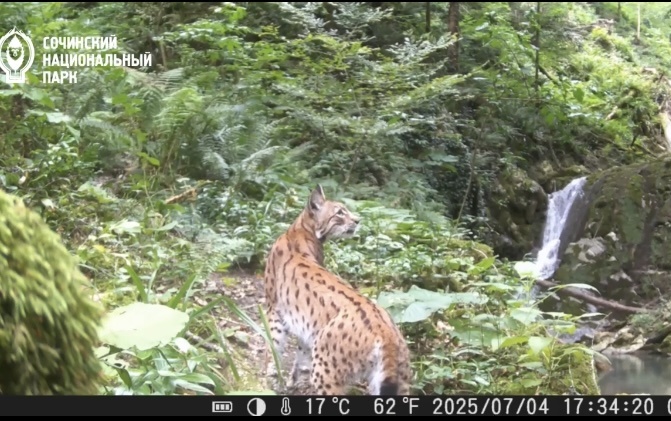    Фото: пресс-служба Сочинского нацпарка