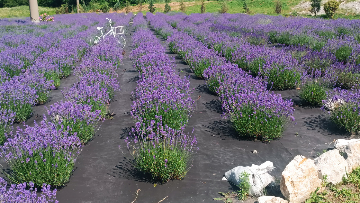 Поляна не большая, но очень эстетичная 