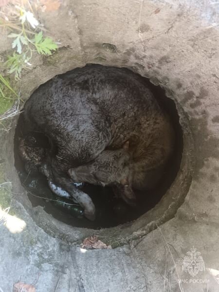 От слабости телёнок едва дышал / Фото: ГУ МЧС по Забайкальскому краю