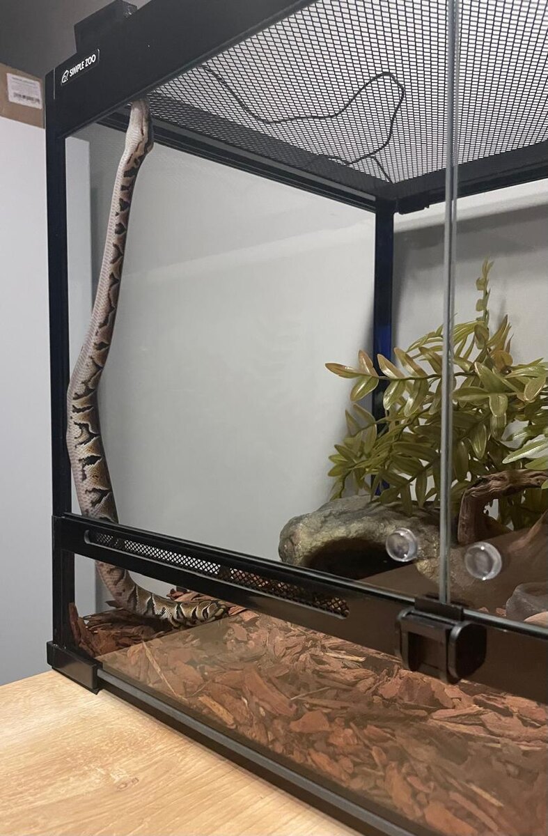 "Сёрфинг" Нагайны во время периода адаптации