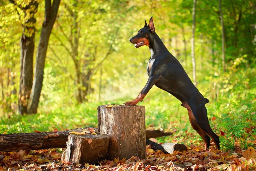 Фото: dreamstime.com