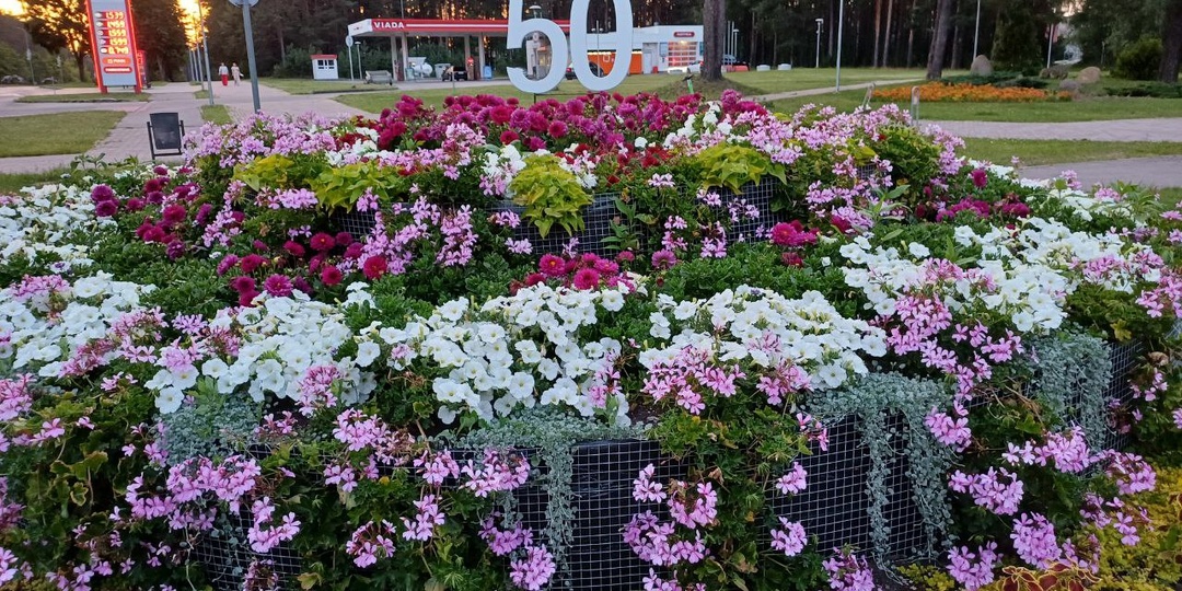 Висагинасу - 50! ❤️