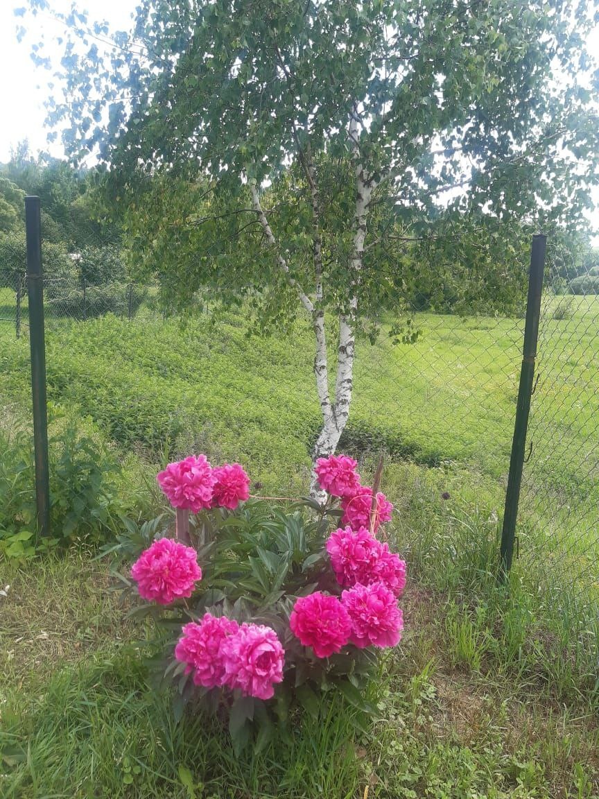 Дачные красоты - ждут!