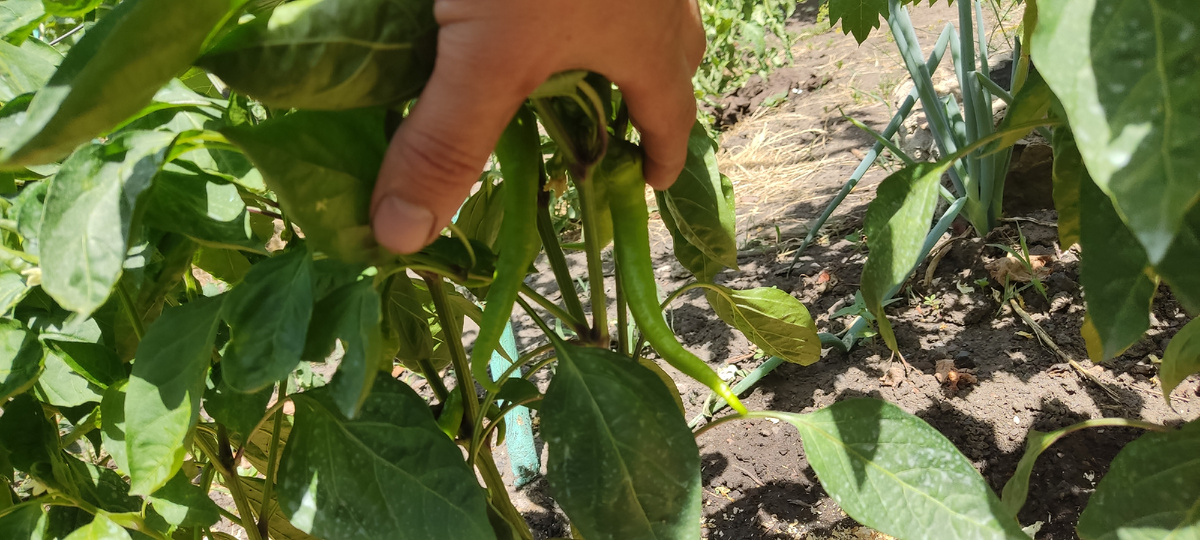 Как мы #спасаем #растение от #жары смотрите в этом #видео