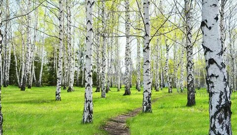 картинка из интернета