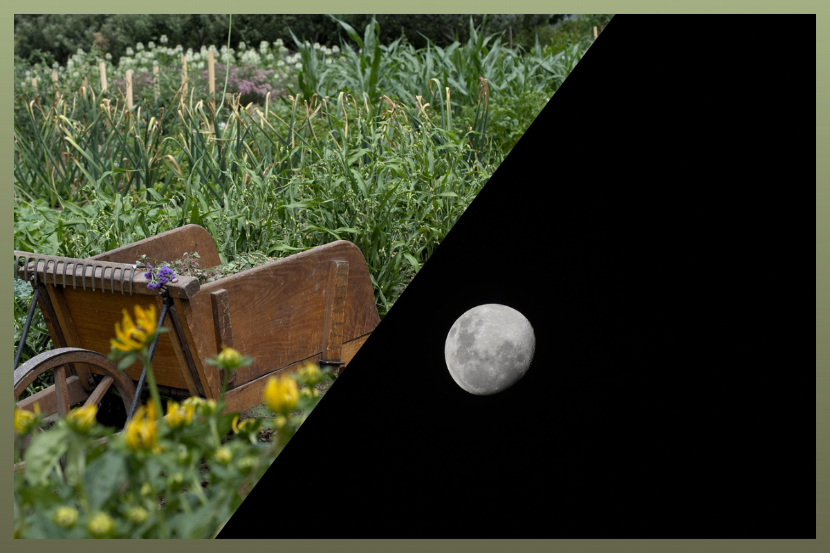 Лунный календарь садовода/pixabay.com