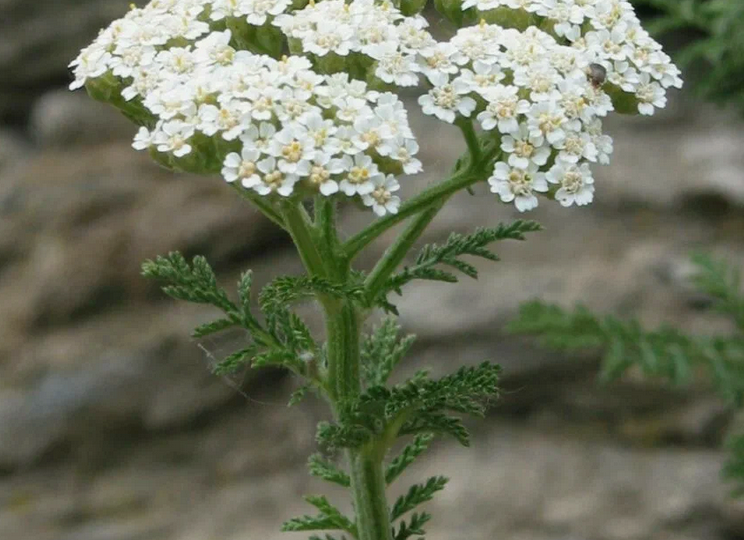 Тысячелистник ( деревий ) и его невероятные свойства
