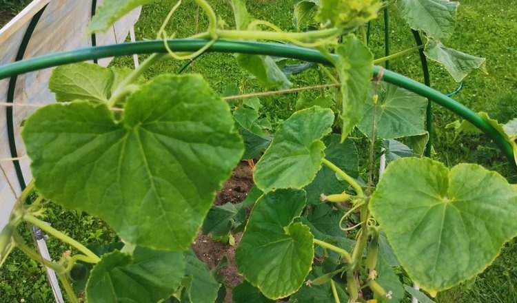    Фото: Лукьянов Дмитрий, AgroXXI.ru