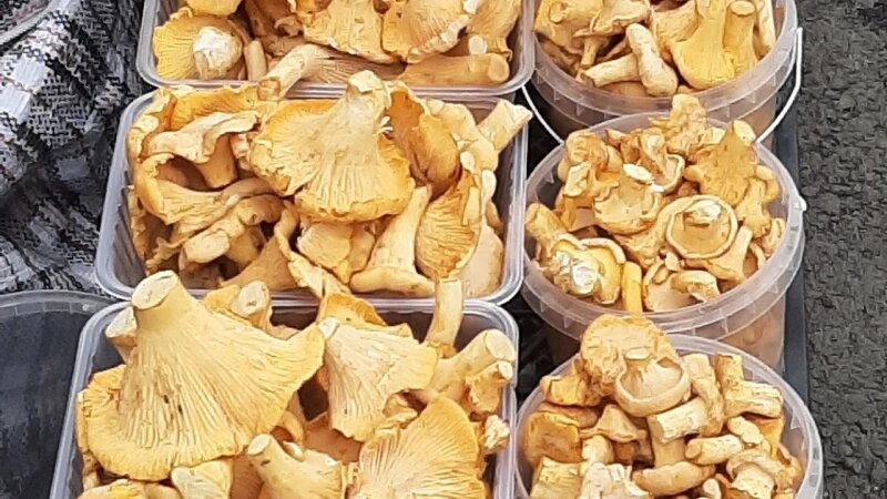     Лисички в Барнауле, 2025. Лариса Васильева