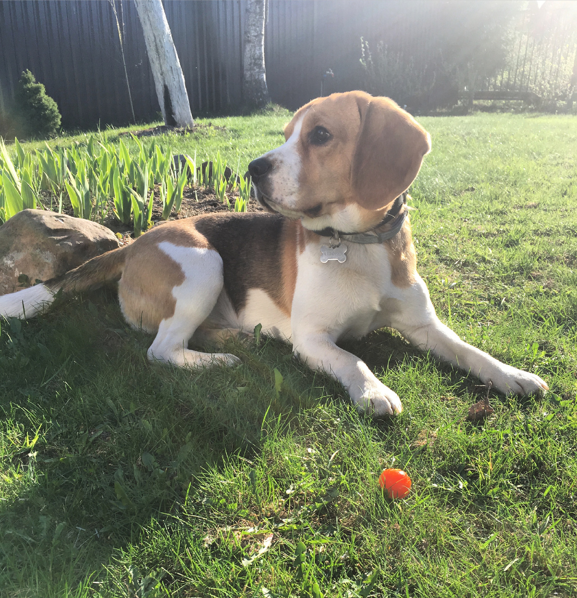 Здесь Альфреду уже год, он счастливый и красивый пирожок